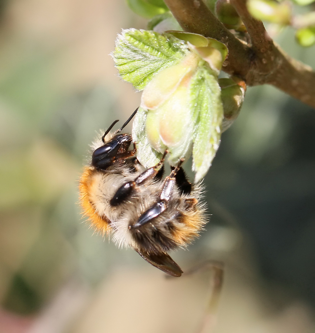 fleißiges Hummelchen