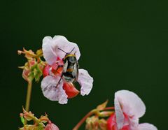 fleißiges hummelchen