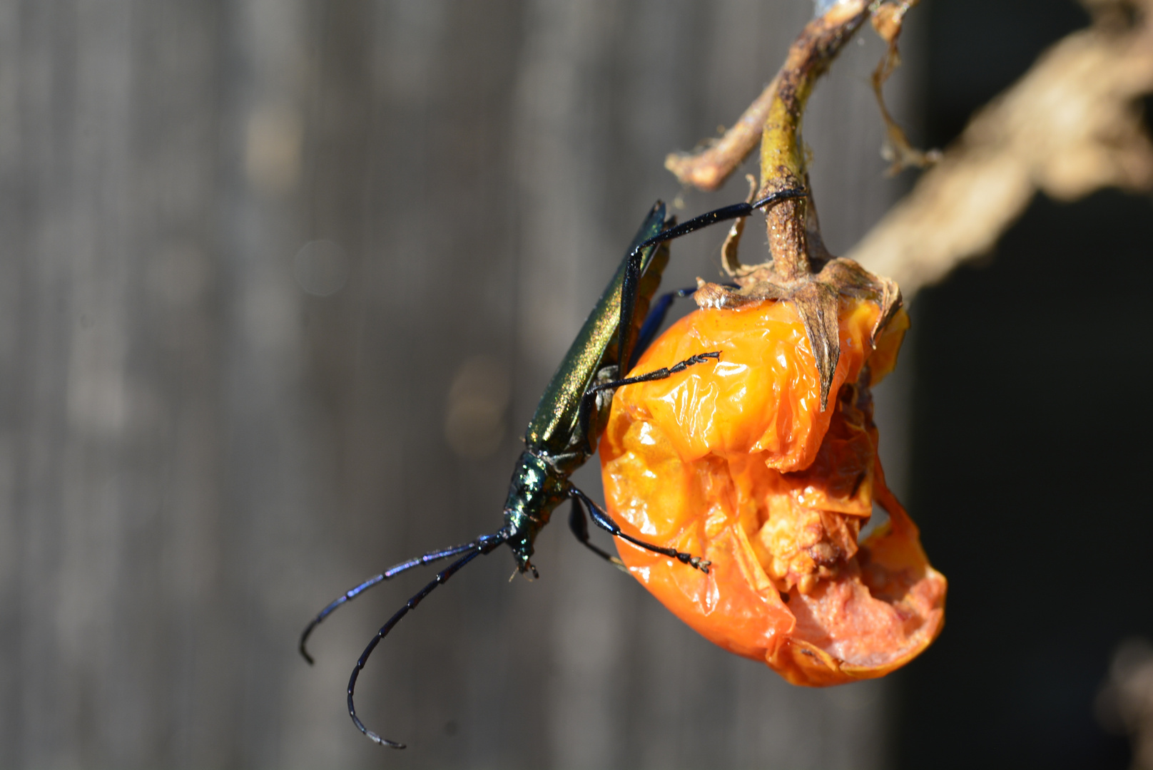 Fleissiges Insekt (Spanische Fliege ?) auf fauler Tomate