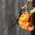 Fleissiges Insekt (Spanische Fliege ?) auf fauler Tomate