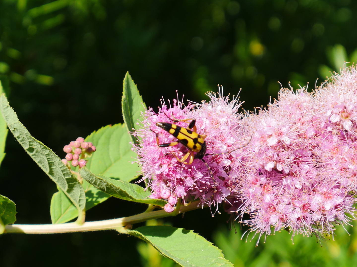 Fleissiges Kerlchen