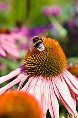 Fleißiges Kerlchen...