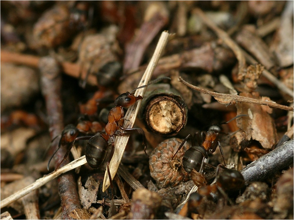 Fleißiges Kraftpaket