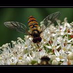 Fleißiges Lieschen emm Bienchen (Schwebfliege)