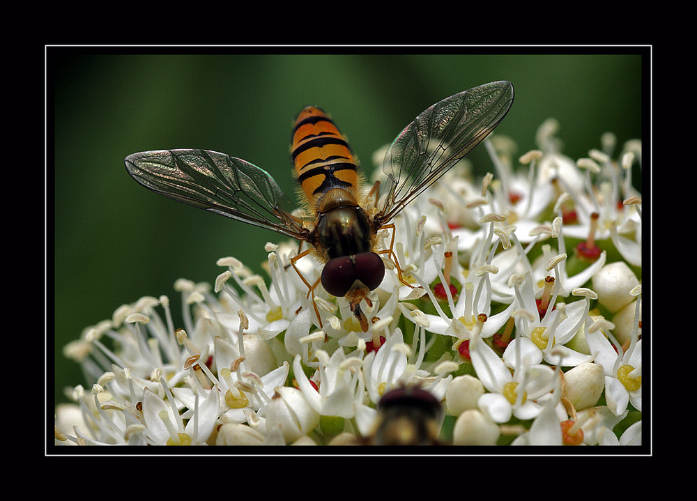 Fleißiges Lieschen emm Bienchen (Schwebfliege)