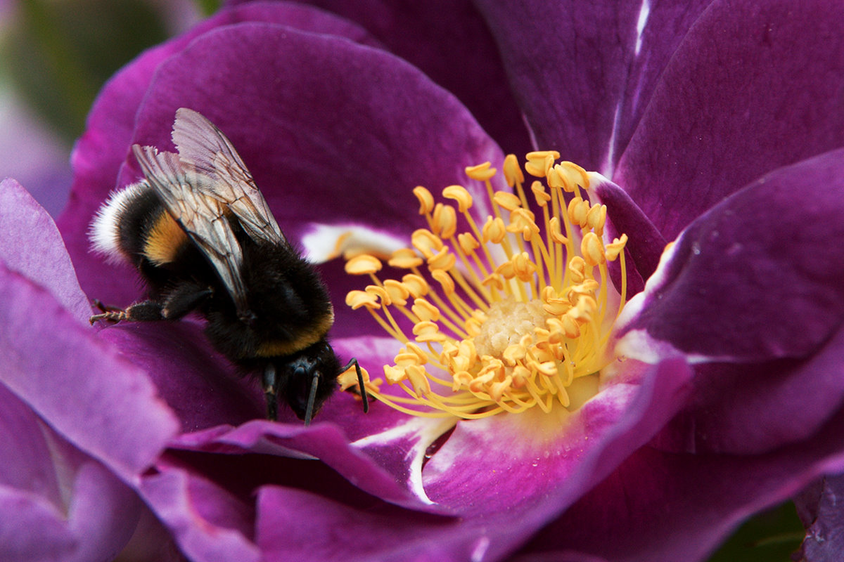 Fleißiges SummseBienchen