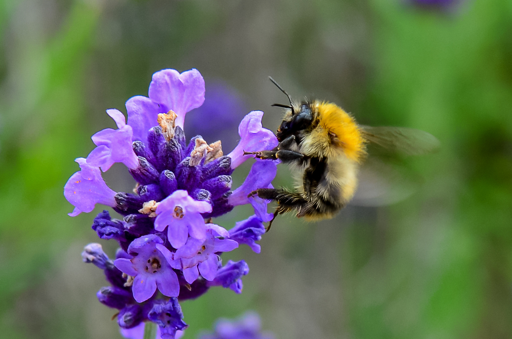 Fleißiges Tierchen am Lavendel