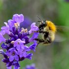 Fleißiges Tierchen am Lavendel