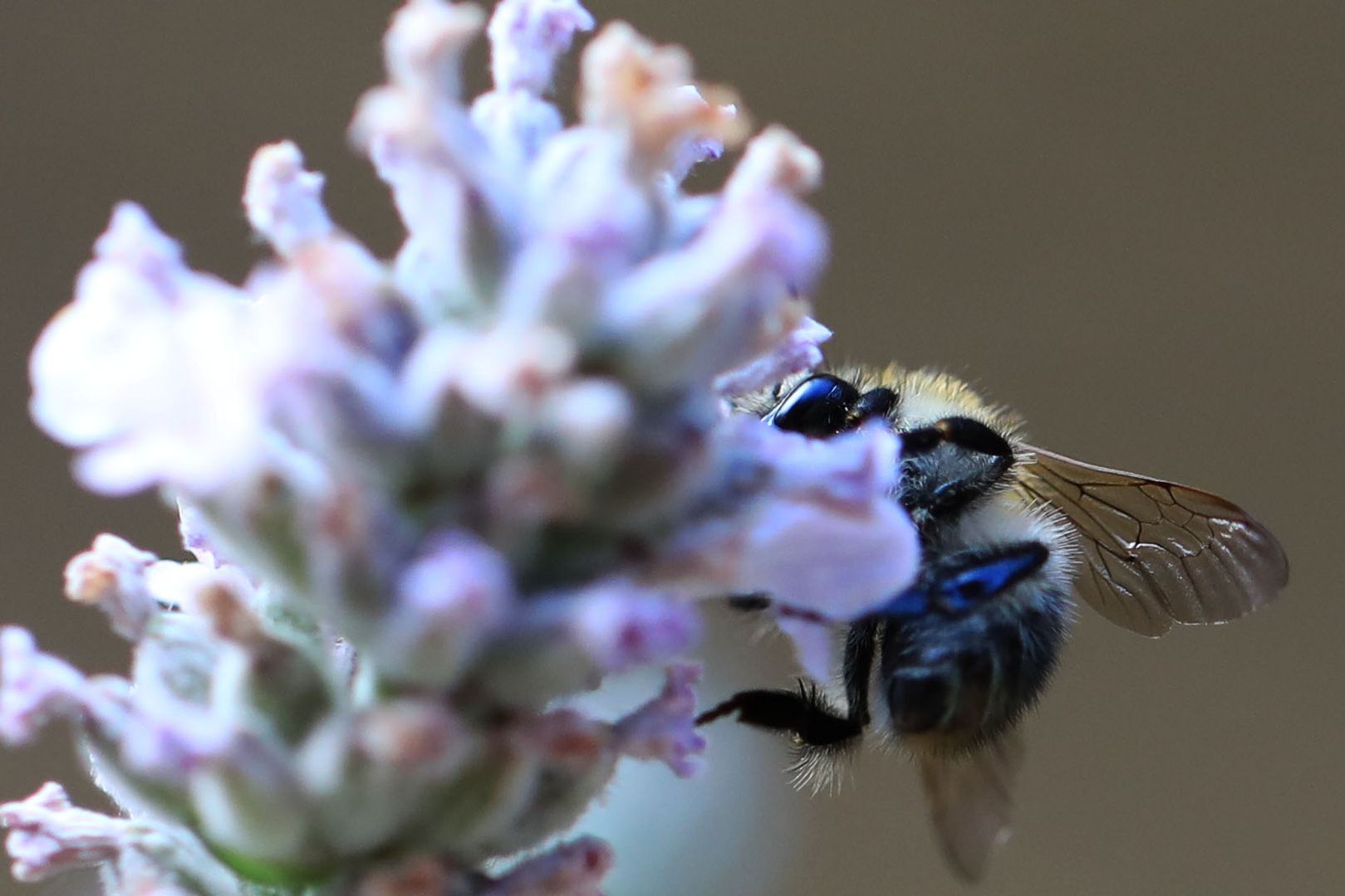 fleißiges Wildbienchen liebt Lavendel