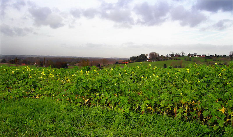 Flemish Landscape