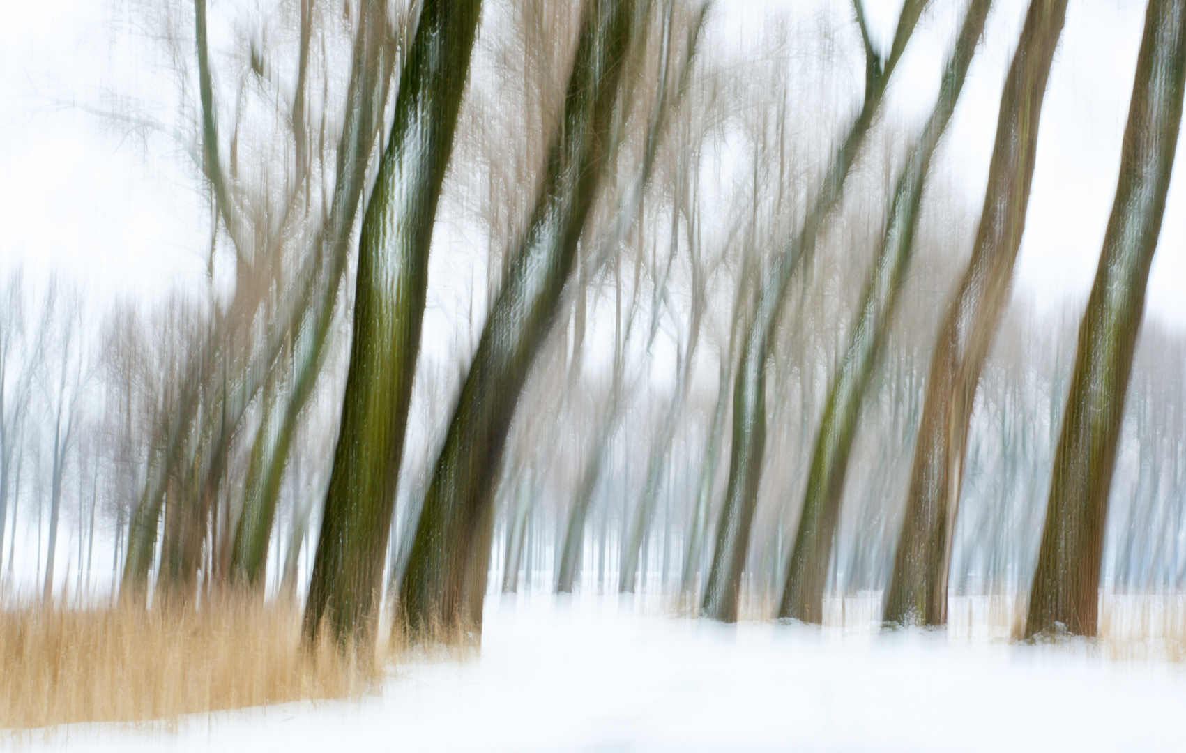 Flemish wintry polder landscape