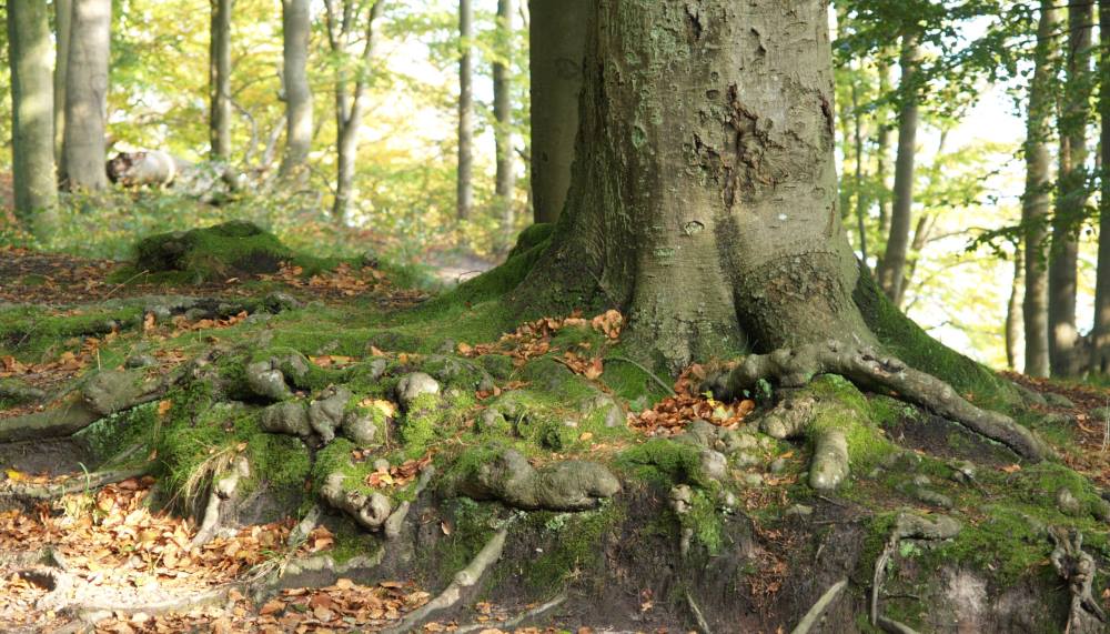 flensburg forest