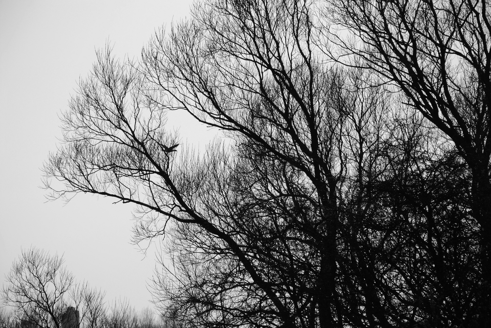 Flensburg - s/w - Baum mit Vogel am Bahnhof