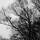 Flensburg - s/w - Baum mit Vogel am Bahnhof