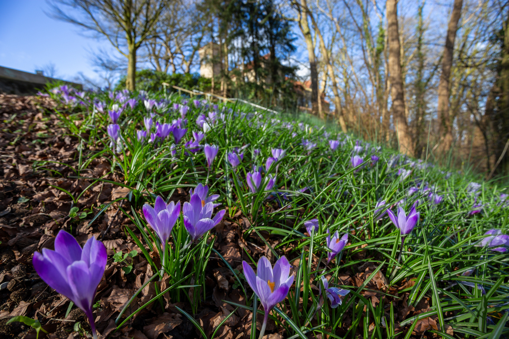 Flensburger Krokusblüte