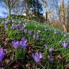 Flensburger Krokusblüte