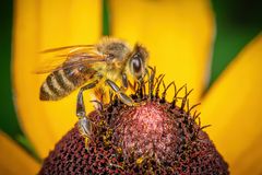 Fleßiges Bienchen