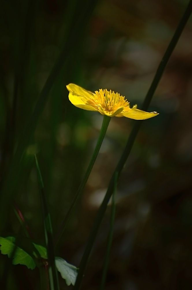 fleur