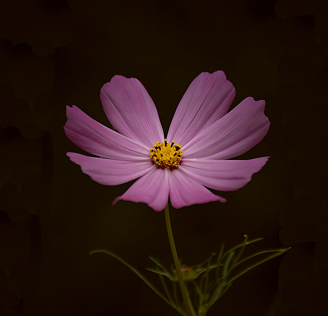 fleur 1