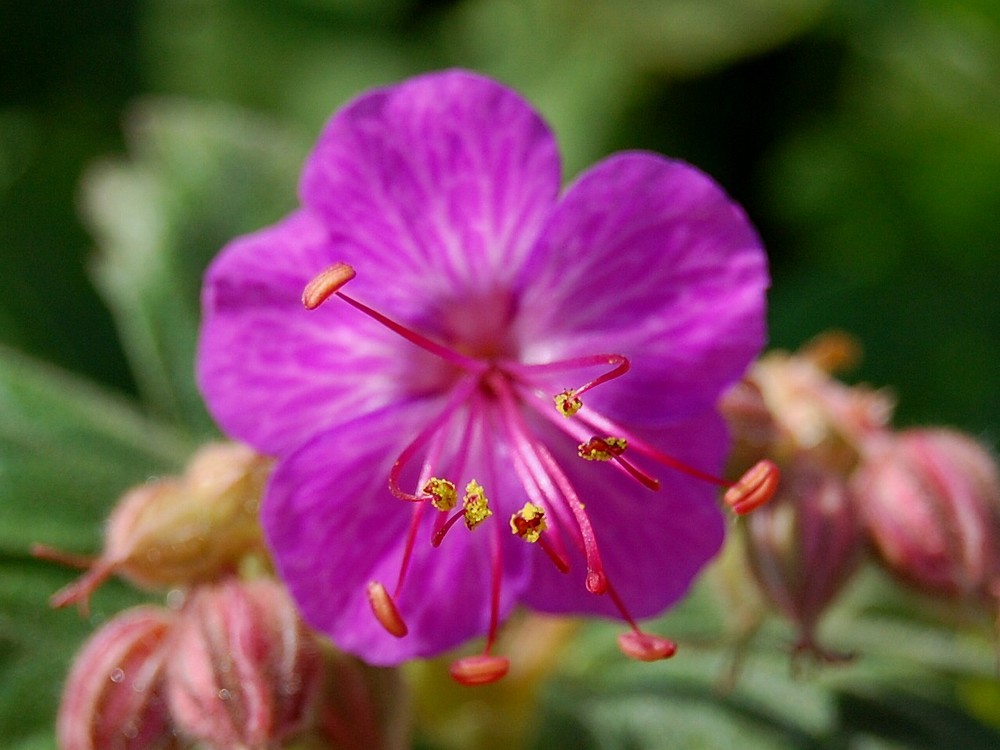 fleur