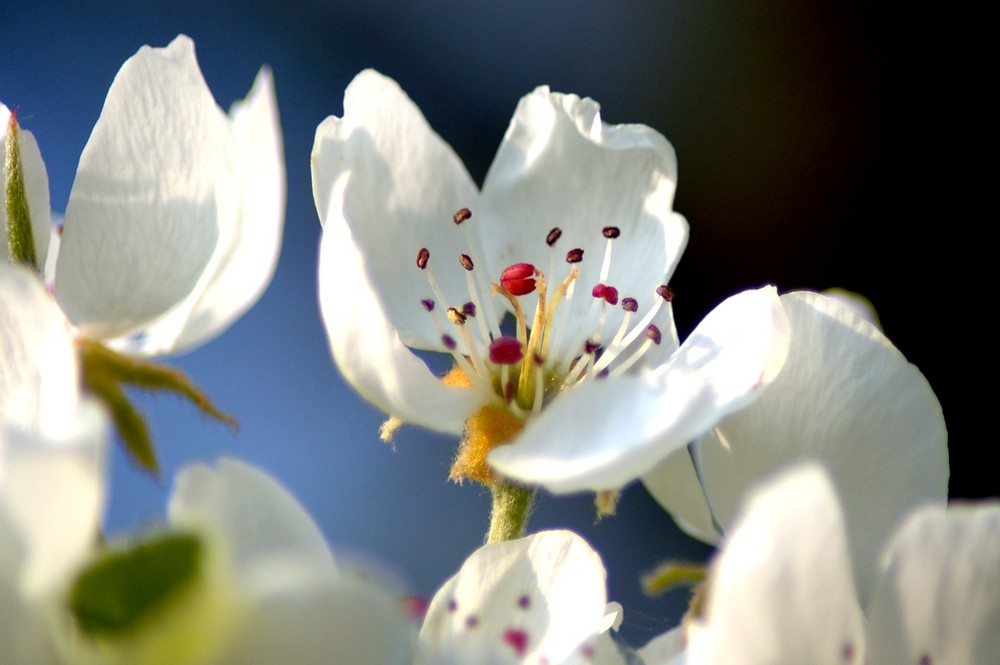 fleur