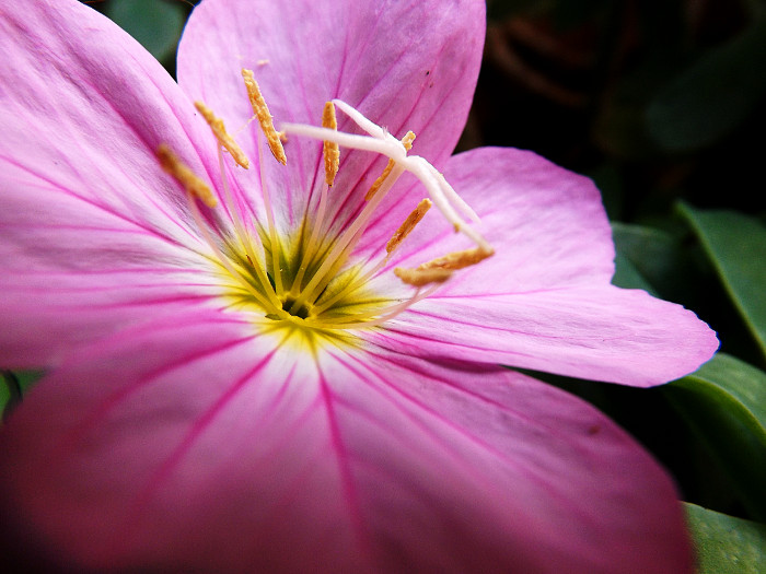 Fleur