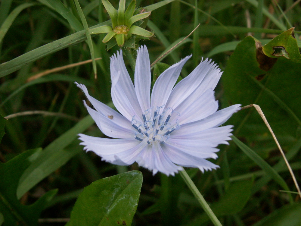 Fleur