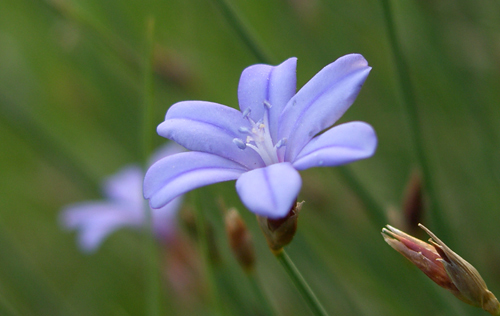 fleur