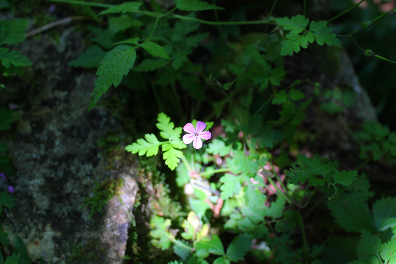 fleur