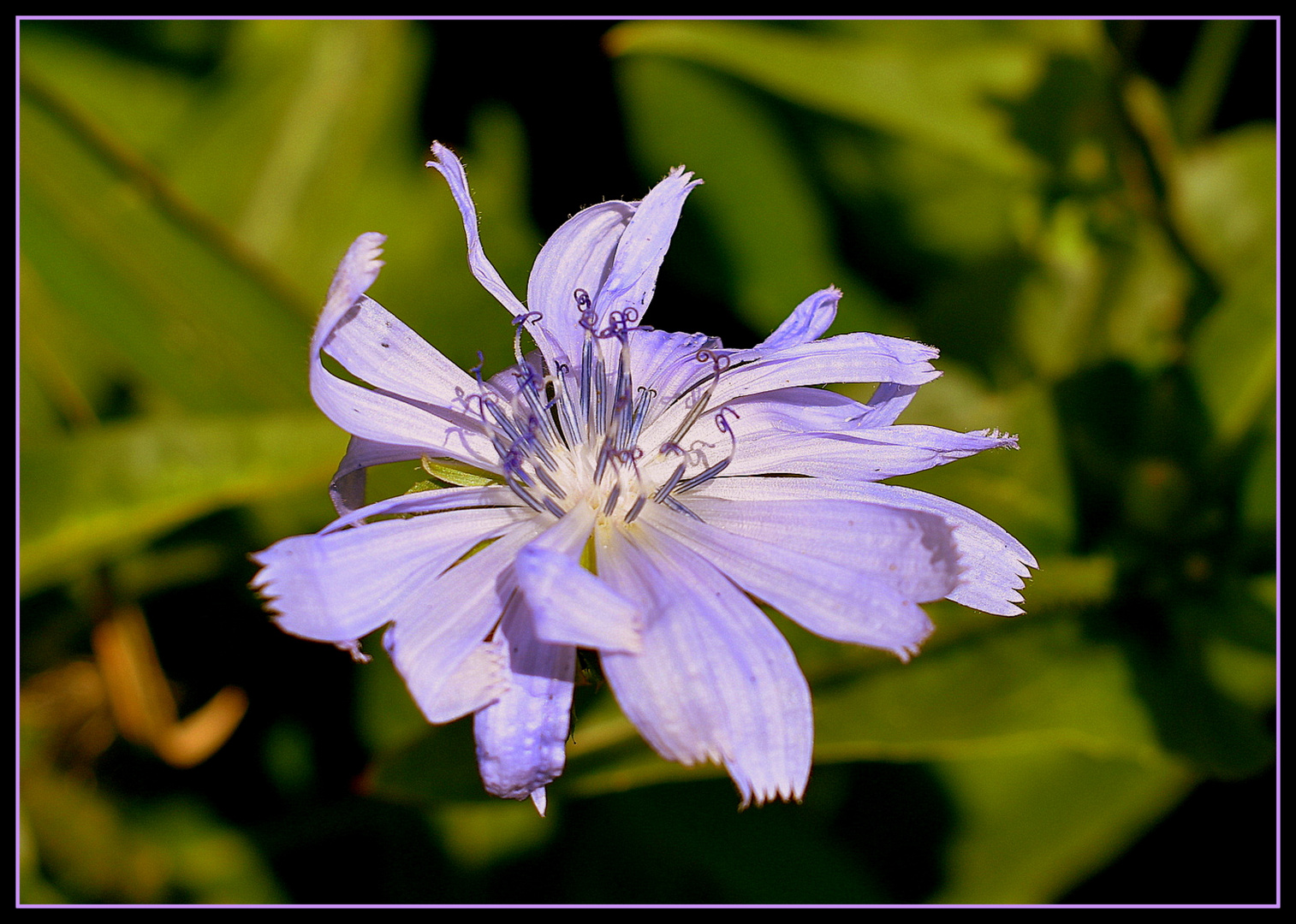 fleur