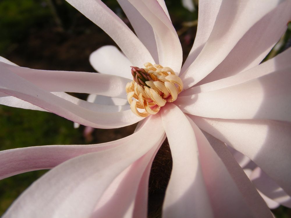 Fleur (4)_Magnolia