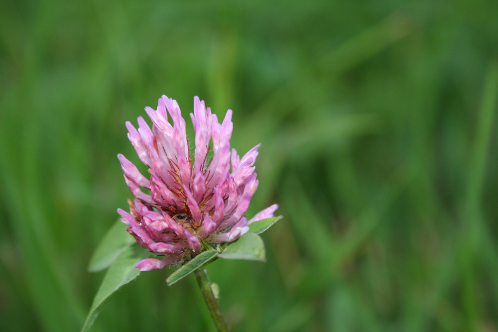 fleur