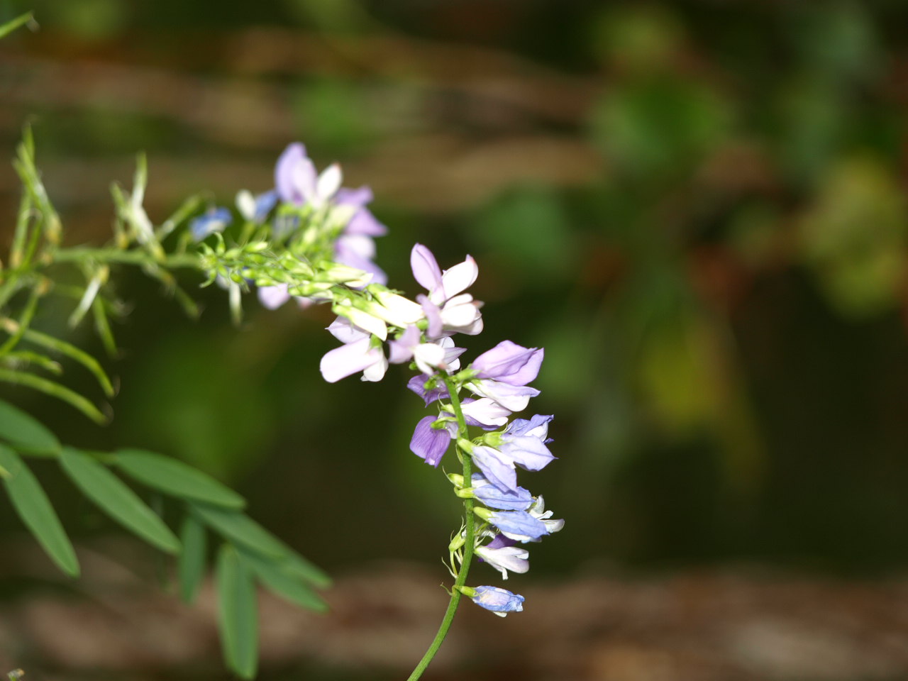 fleur