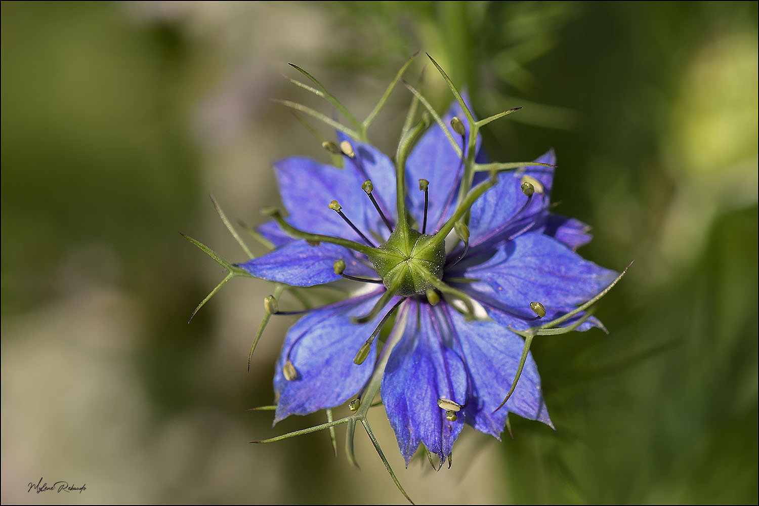 fleur