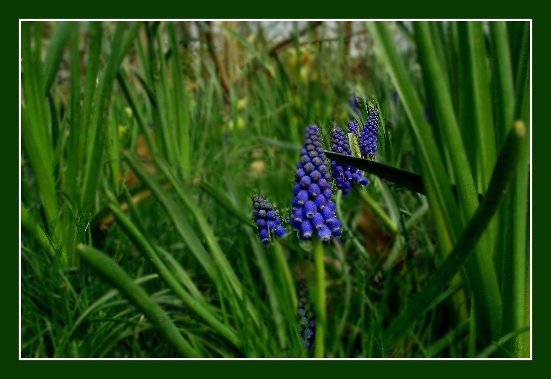 fleur