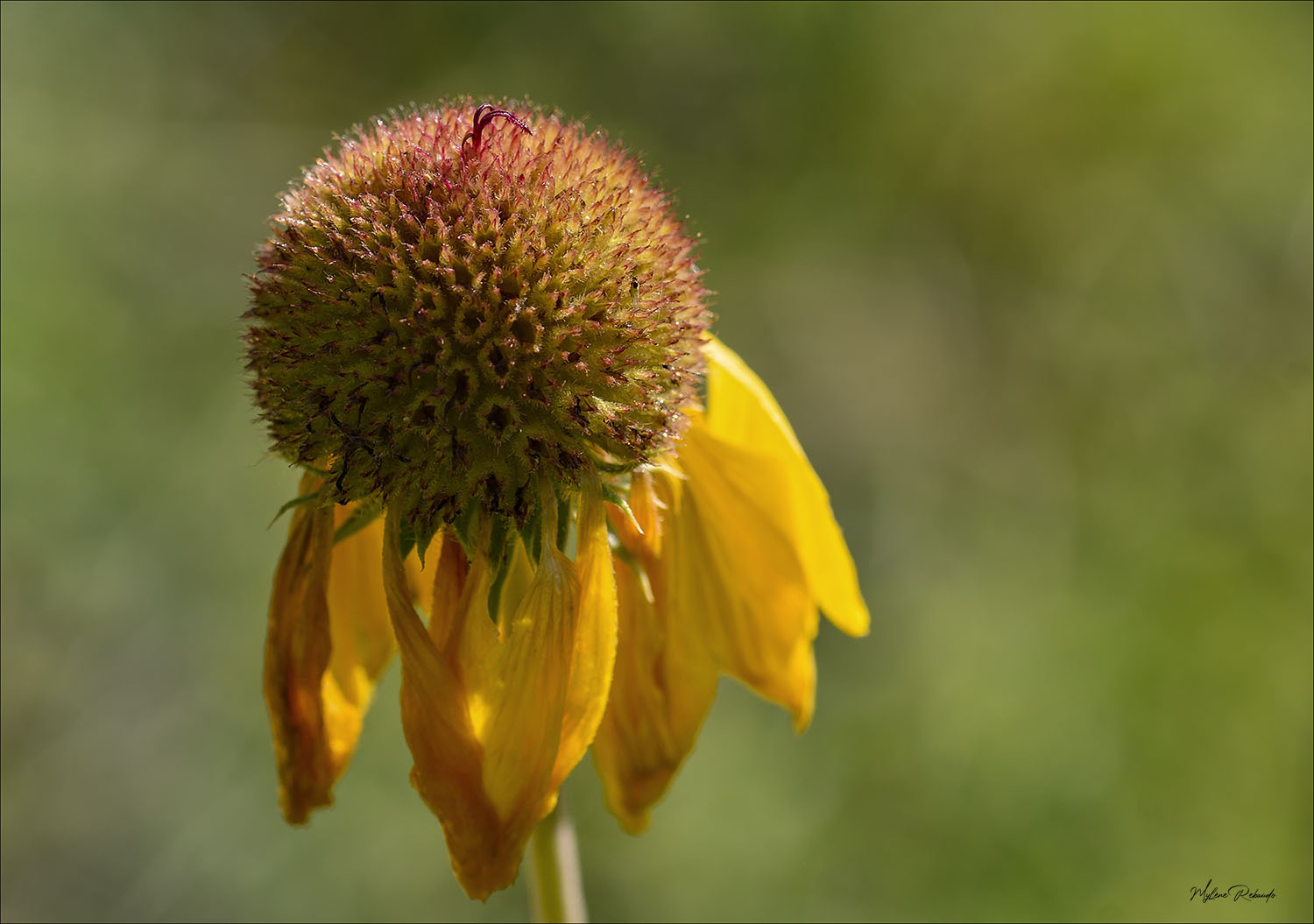 Fleur