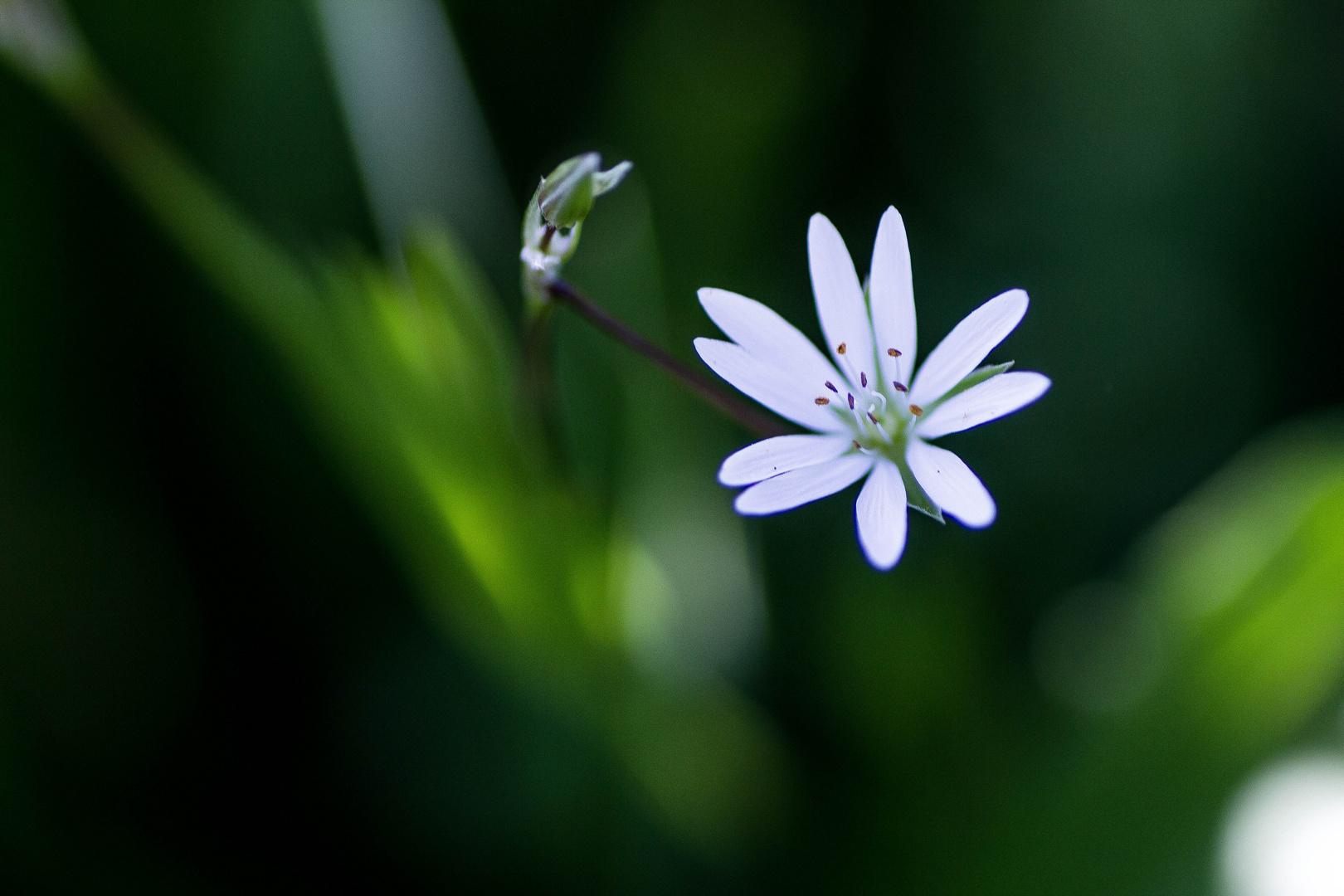 Fleur