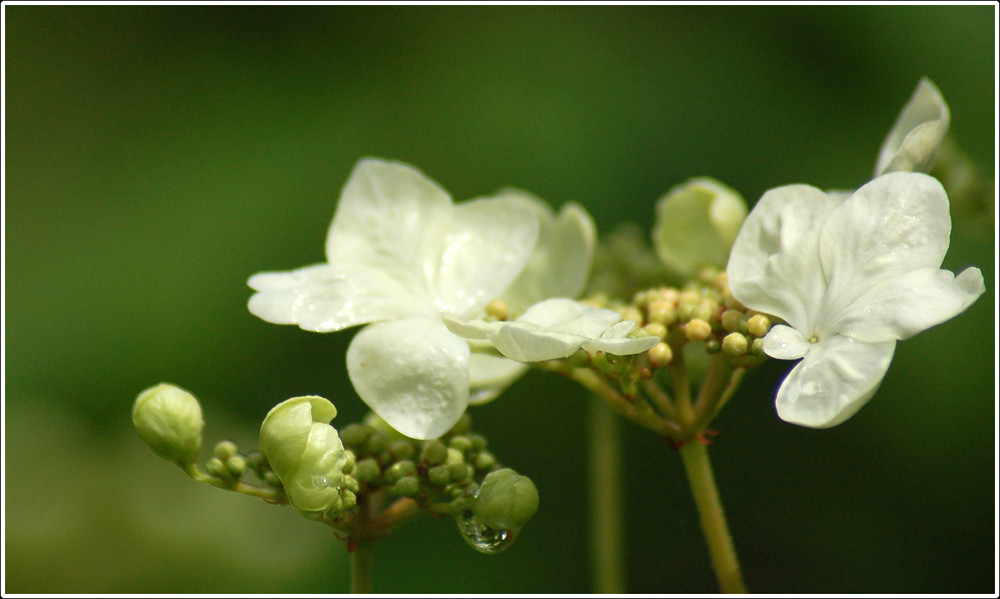 Fleur