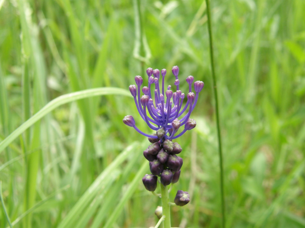 fleur