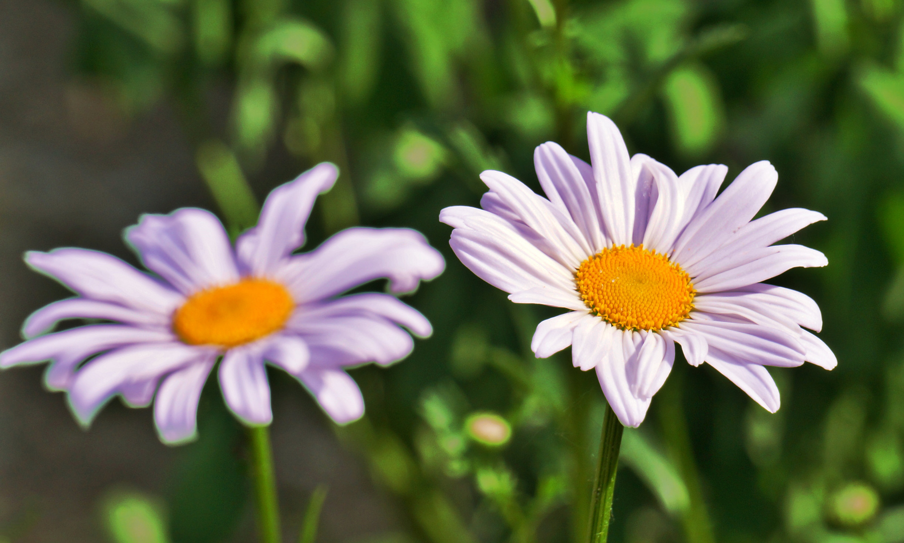 Fleur