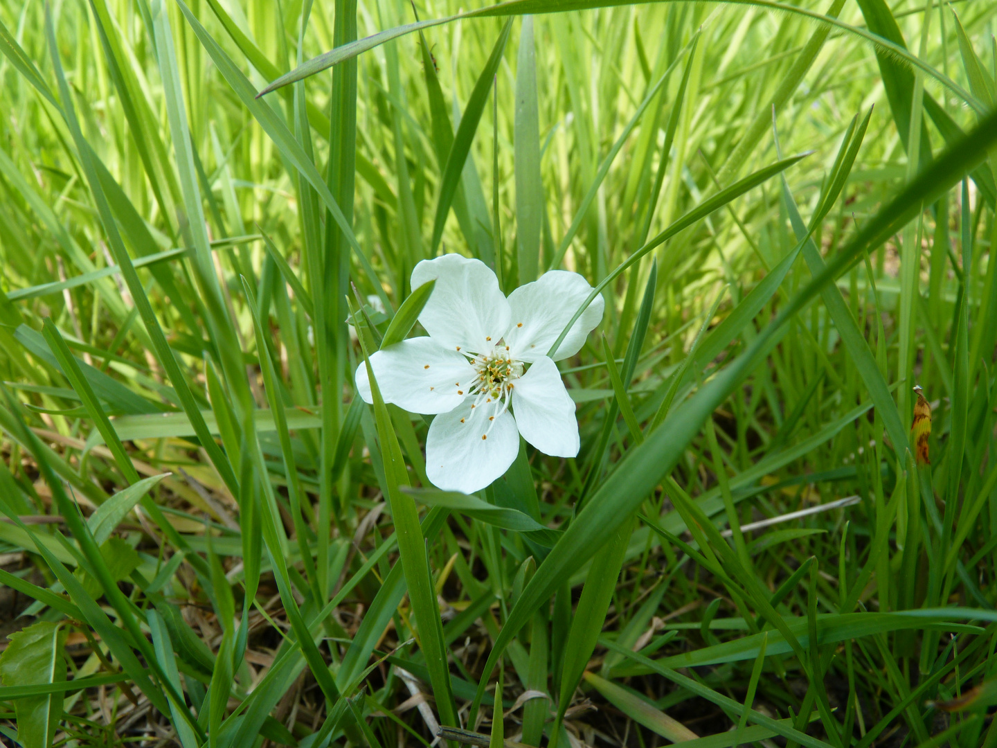 Fleur