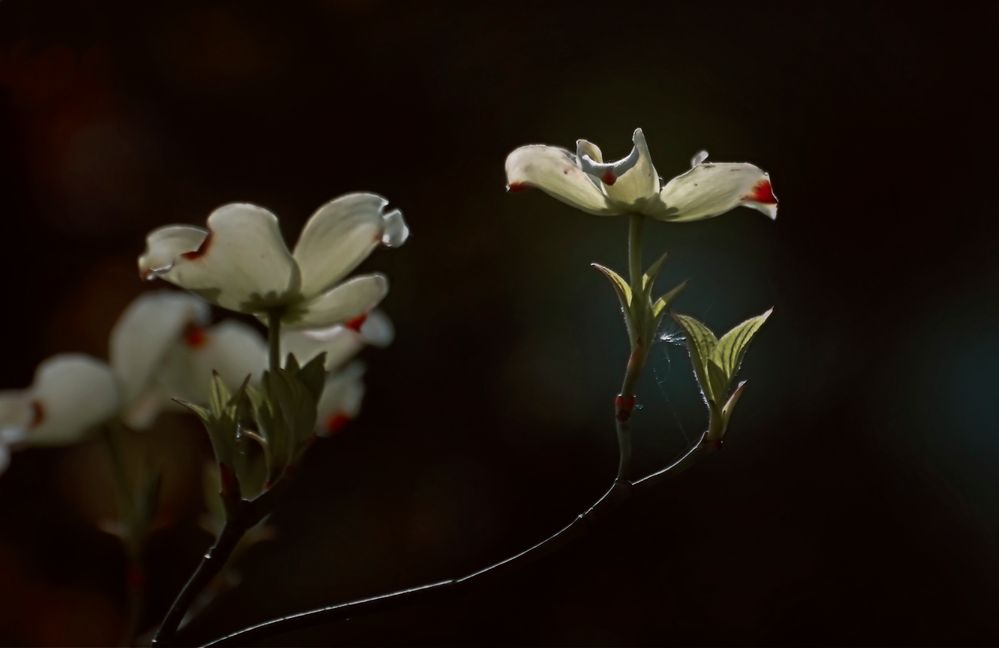 fleur