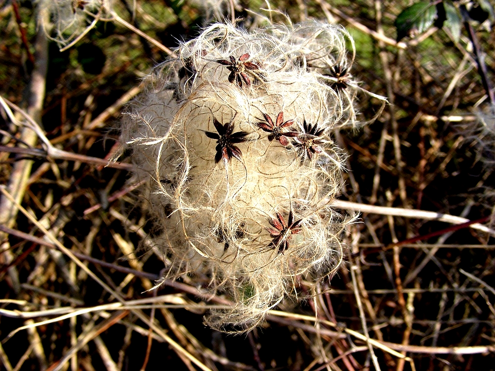 fleur