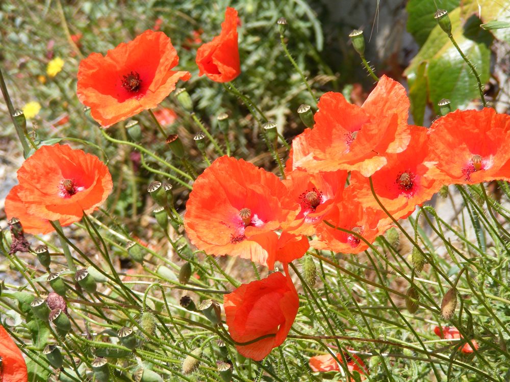 Fleur (9)_Coquelicots