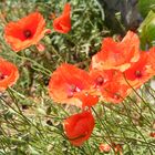 Fleur (9)_Coquelicots