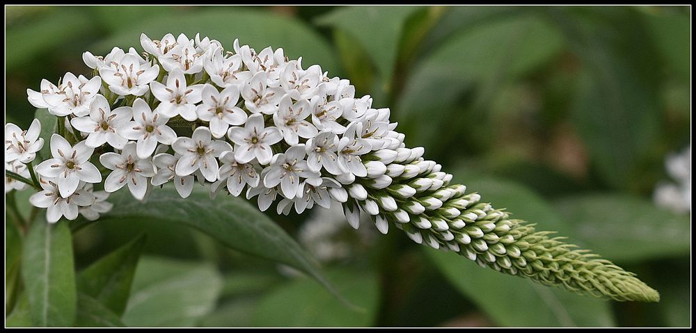 fleur