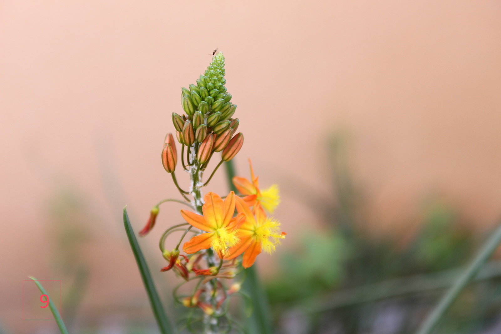 Fleur à la couleur orangé 