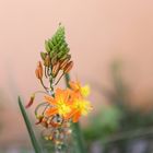 Fleur à la couleur orangé 