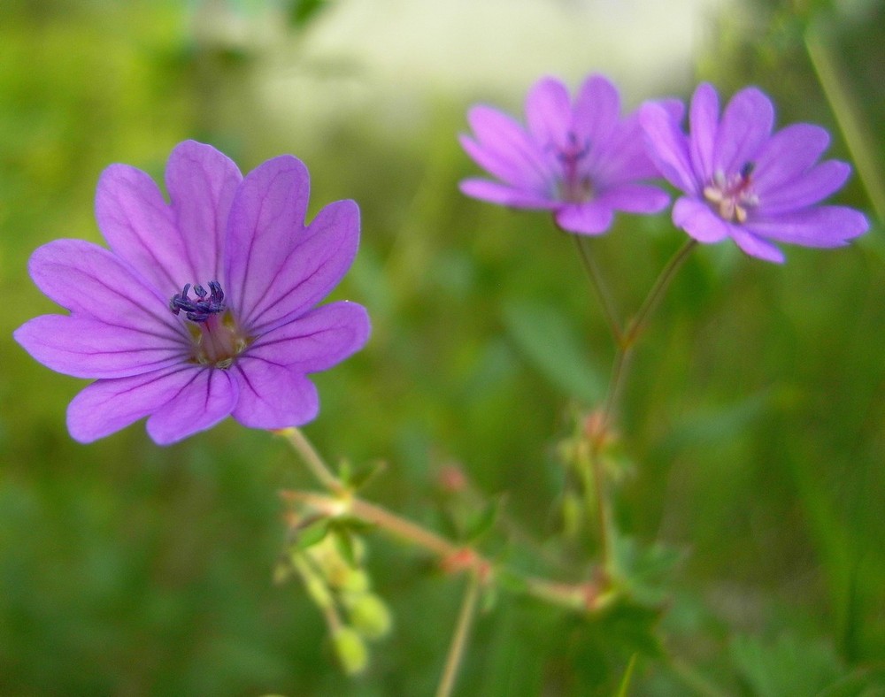 Fleur