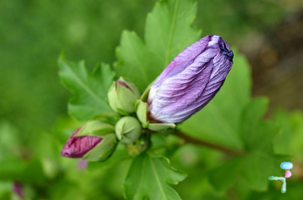 Fleur